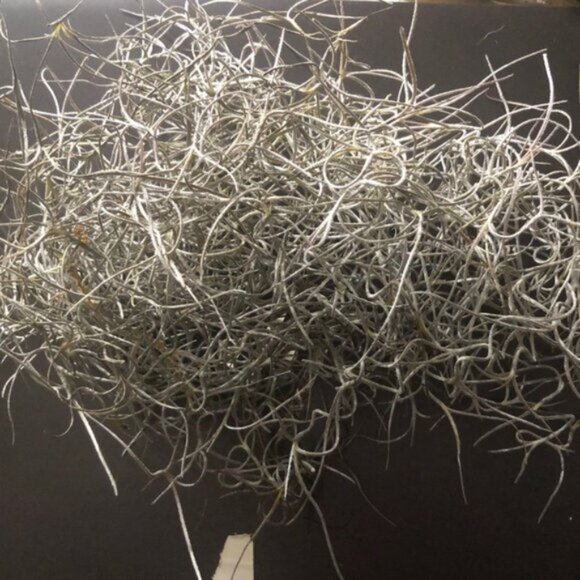 Halloween for scary prompts Spanish Moss ( the same stuff you see in Florida!) - Picture 6 of 8